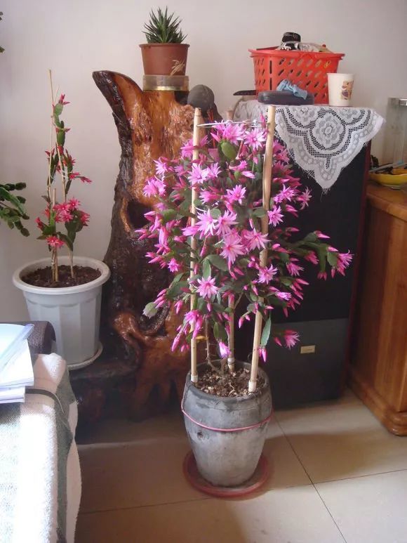 叶仙可以用来嫁接假昙花,开花很美很仙气,还不容易烂根.