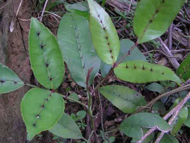 喝这种野草泡水,活血化瘀,颈椎治好