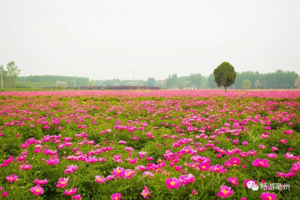 亳药花海"万事俱备 只等您来