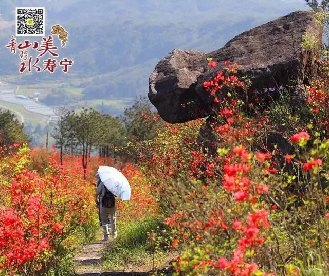 寿宁绝美杜鹃花海,准备好约起来!