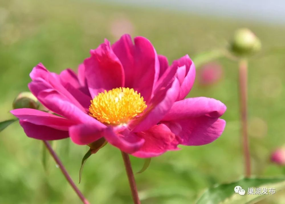 芍药花,别名别离草,花中宰相,也是中国的爱情花,每年四月中下旬至五月