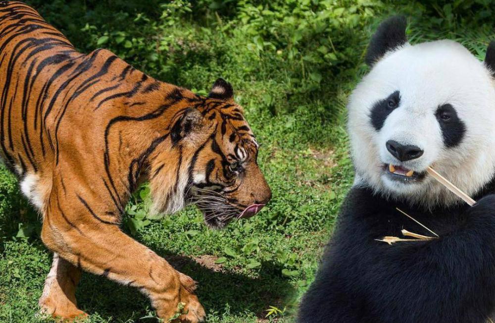 按照古籍记载大熊猫并没有坑蚩尤:原来食铁兽是另外一