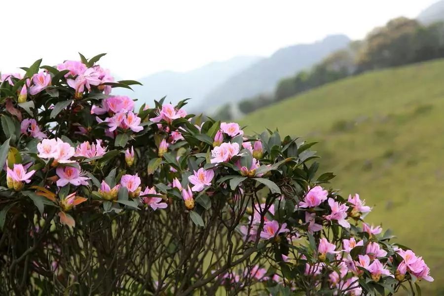 鸡笼顶,阳春市,杜鹃花,草原