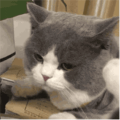 壁纸 动物 猫 猫咪 小猫 桌面 240_240 gif 动态图 动图