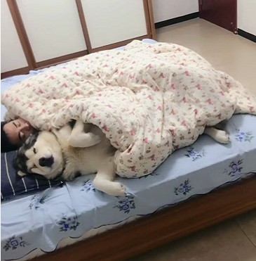 男子让狗狗帮忙暖床,看到狗狗的表情网友笑喷了