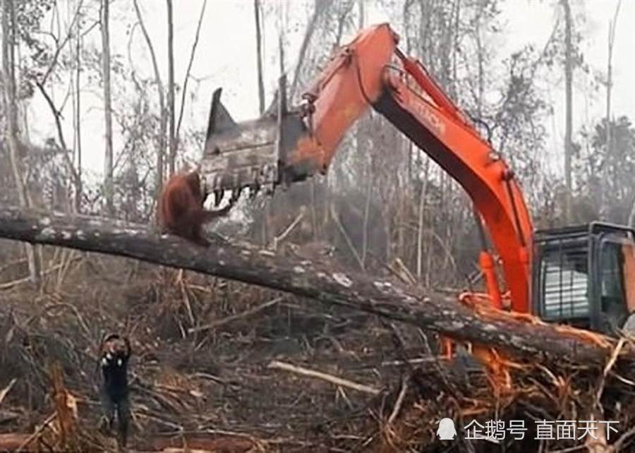 人类为了开发而滥砍滥伐,造成动物栖息地被严重破坏,甚至使不少珍惜