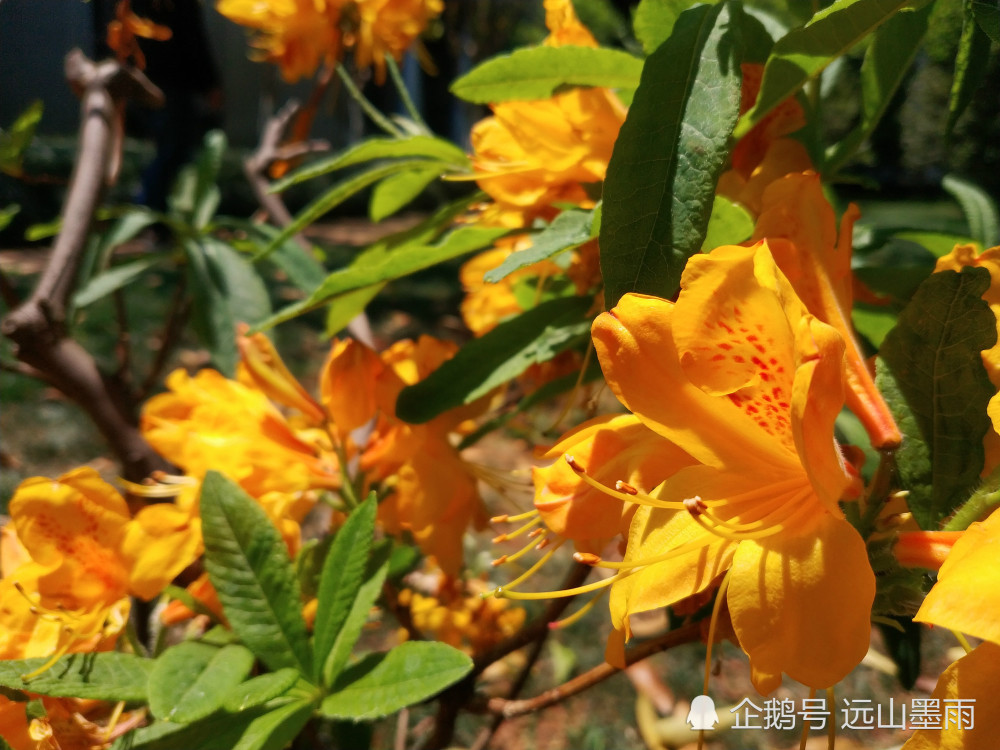 黄杜鹃,杜鹃花,黄灿灿,滇池,昆明