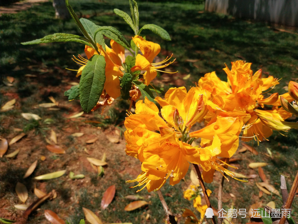 黄杜鹃,杜鹃花,黄灿灿,滇池,昆明