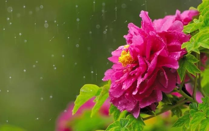谷雨习俗 谷雨前后也是牡丹花开的重要时段,因此,牡丹花也被称为谷雨