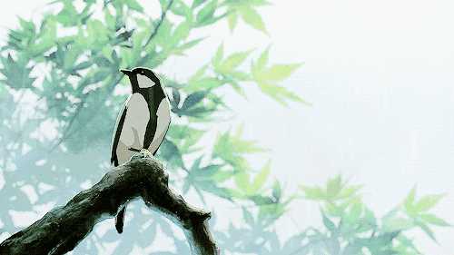 这些年不论在乡间和城市,南方还是北方,布谷鸟鸣似乎成了尘封的记忆.