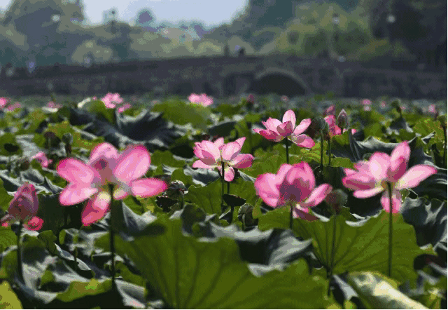 想要看到西湖荷花美景,这个时节最