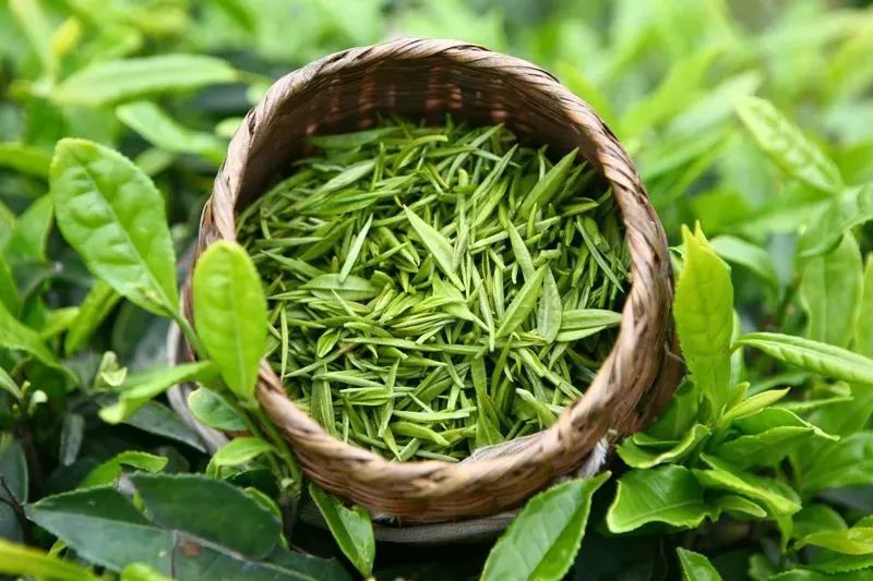 饮雨前茶 谷雨茶正是谷雨时节采制的春茶,又叫"二春茶".