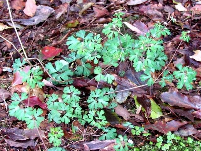 这种野草很像四叶草,却比四叶草好,根部有清热功效,别