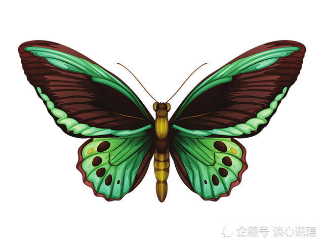 心理测试:选一只喜欢的蝴蝶,测试你能和心爱的人厮守一生吗?