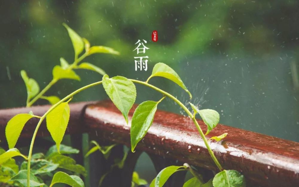 今日谷雨:雨生百谷夏将至