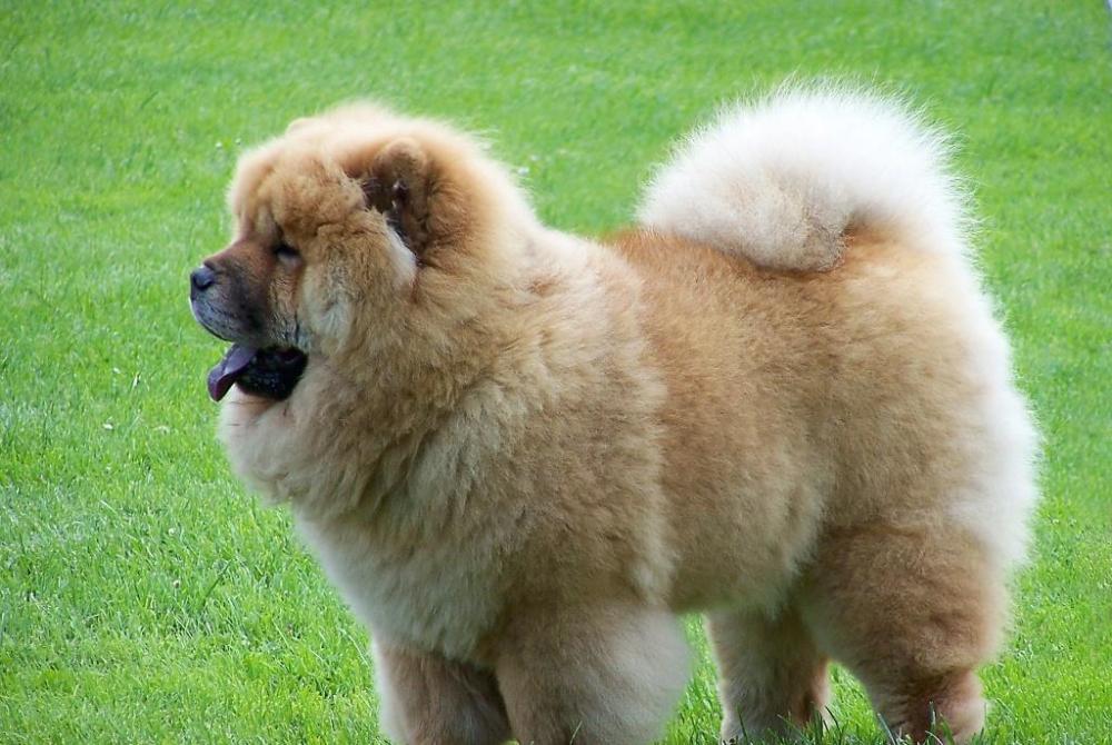 8,松狮犬