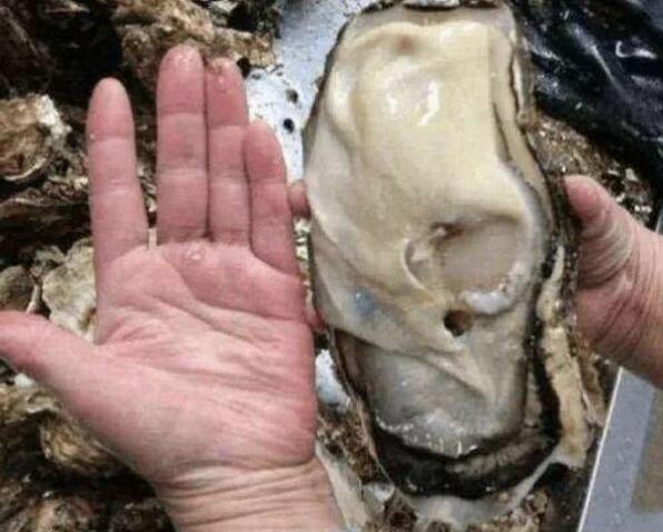 日本核辐射泄漏后,影响有多严重,生蚝"变异"比成年人手掌大