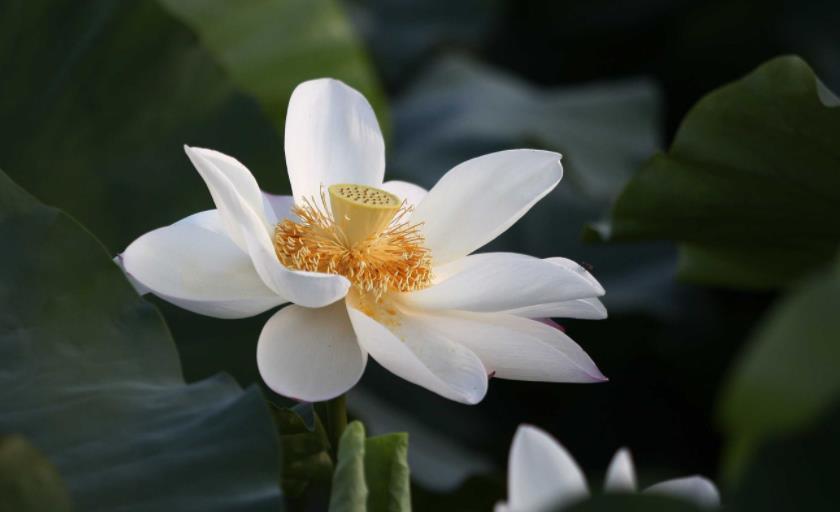 心理学:三朵花,哪一朵花最吸引你,测出你自身的魅力有