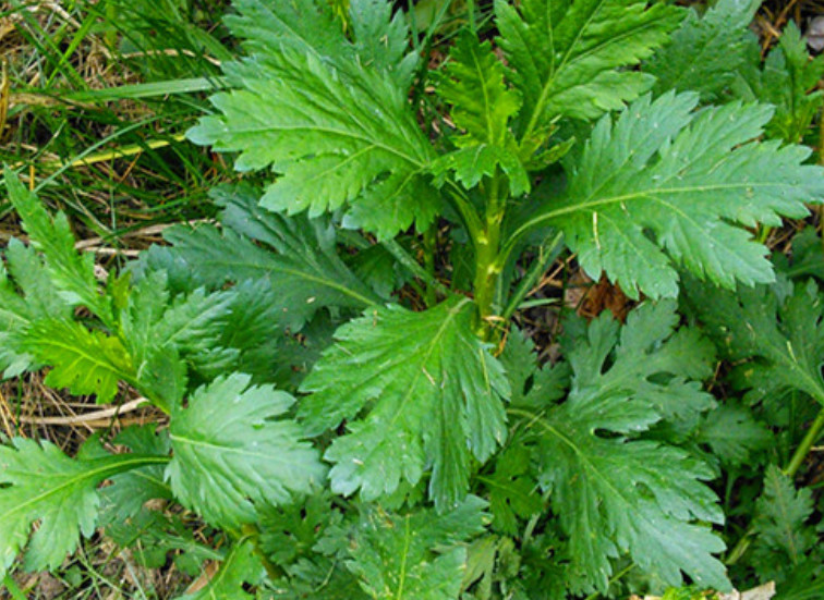 野菜,菊花脑,薄荷