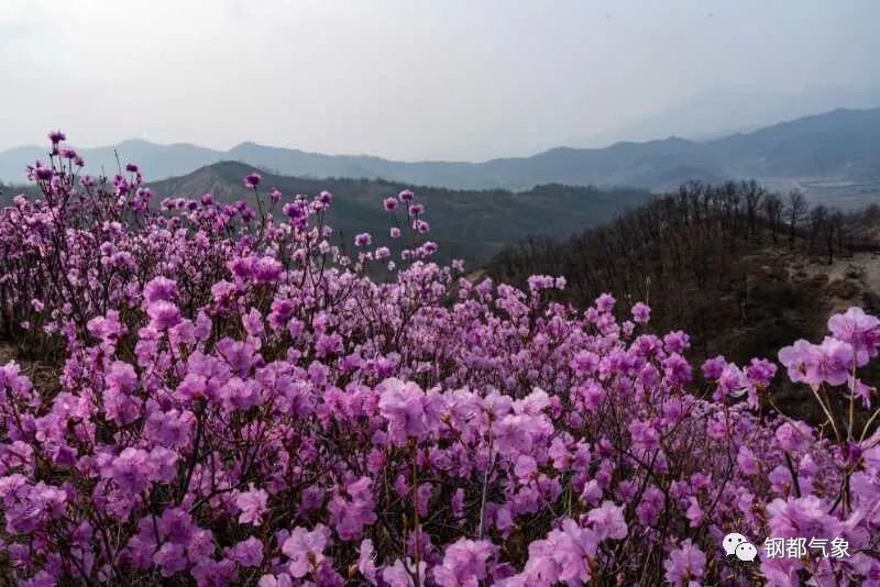 岫岩县映山红花期预报