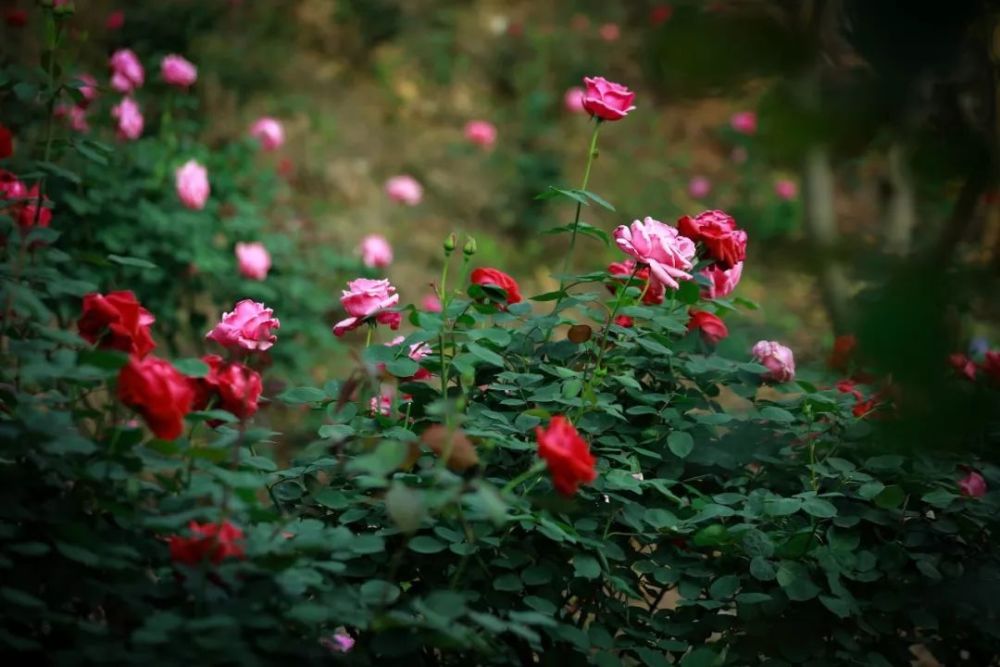 浪漫开州花满城,火红玫瑰正娇艳,拍照抖音休闲打卡好去处——开州盛山