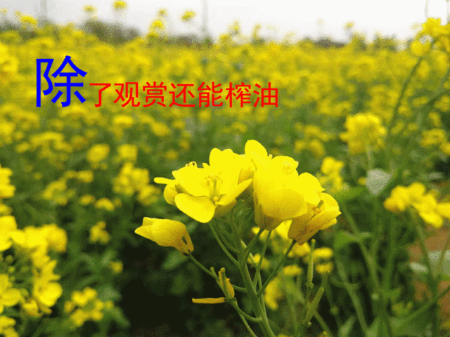 怪村都市农业体验园的油菜花田近200亩地   去年十月份开始种植