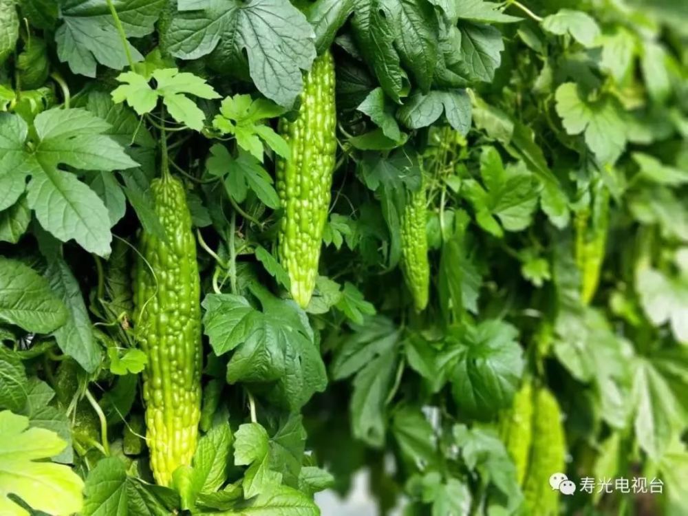 寿光菜博会上看新奇,哪些蔬菜让你眼前一亮?
