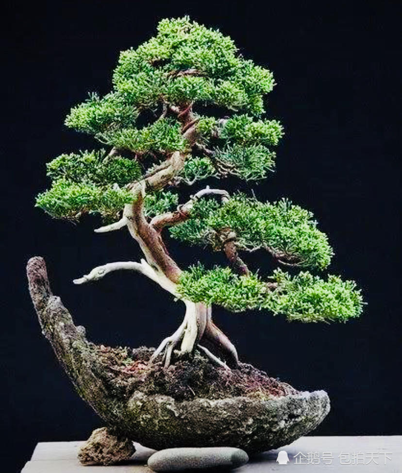 盆景大师作品欣赏