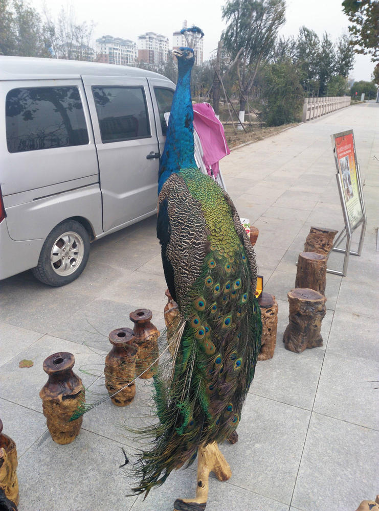 山东商贩当街叫卖孔雀标本 要价五千