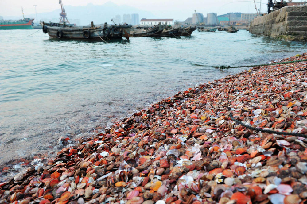 青岛海边贝壳成滩 市民:就差蒜蓉粉丝了(组图)