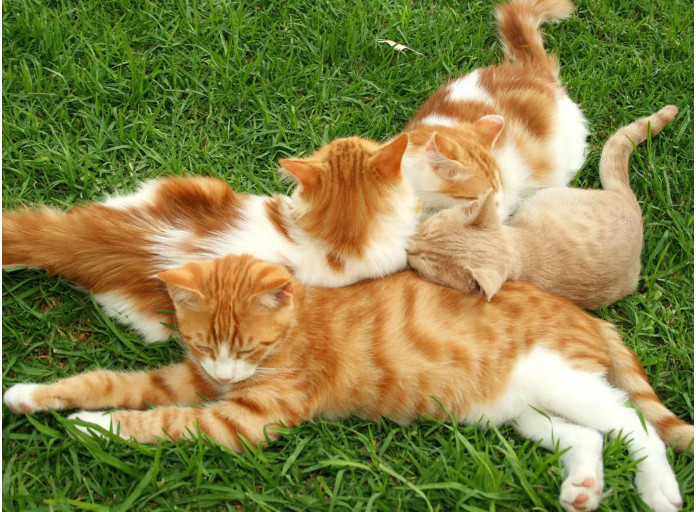 猫咪不是群居动物,它们为啥会聚在一起?网友:2只猫的好处多