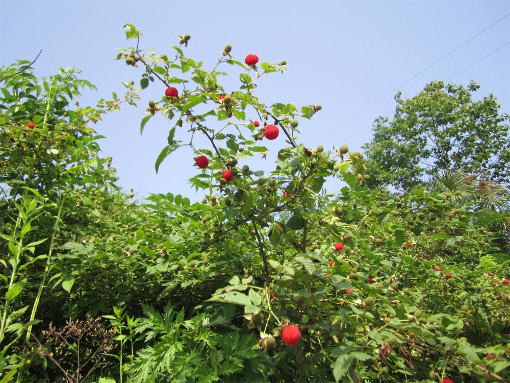 藏在树上的草莓,过去农村娃当零食吃,如今30元1斤成稀罕货