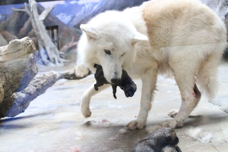 西安曲江海洋公园北极狼顺产三只小狼崽