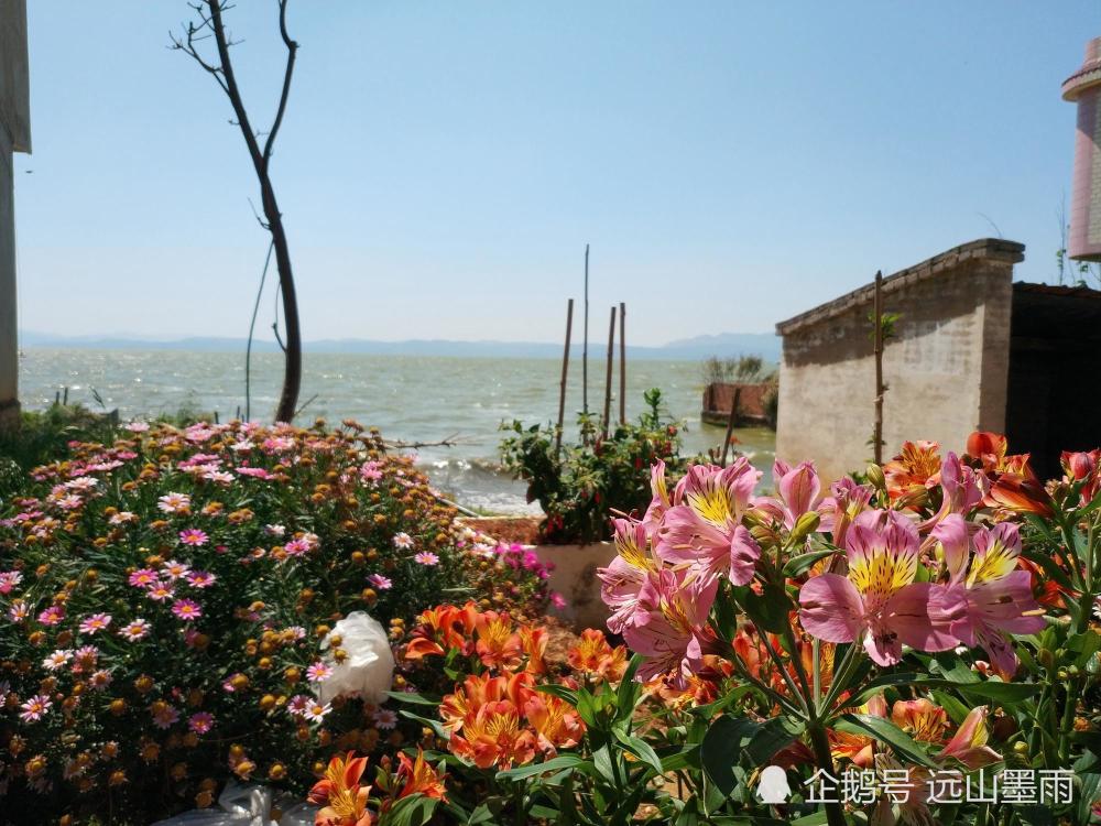 在昆明滇池边的海晏村,邂逅美丽,别致的六出花