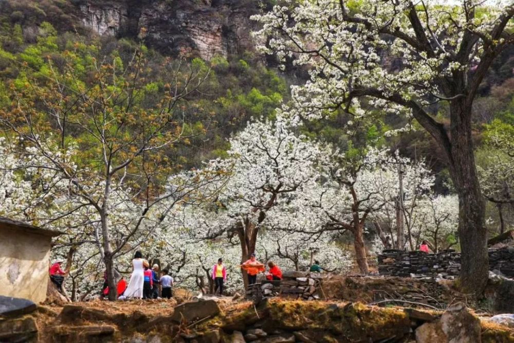 藏在大山里的梨花村—房山霞云岭大滩 行记