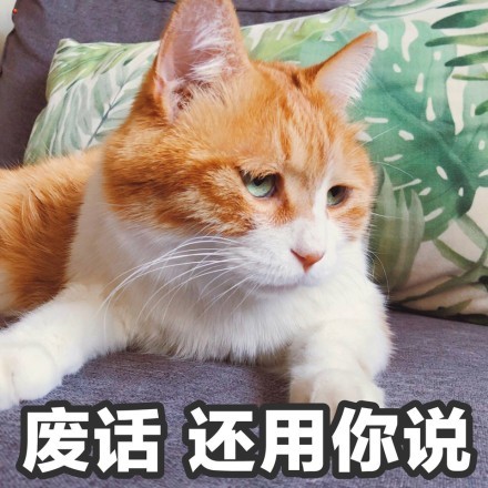 蠢萌猫咪表情包:接下来是不是要凶我了!