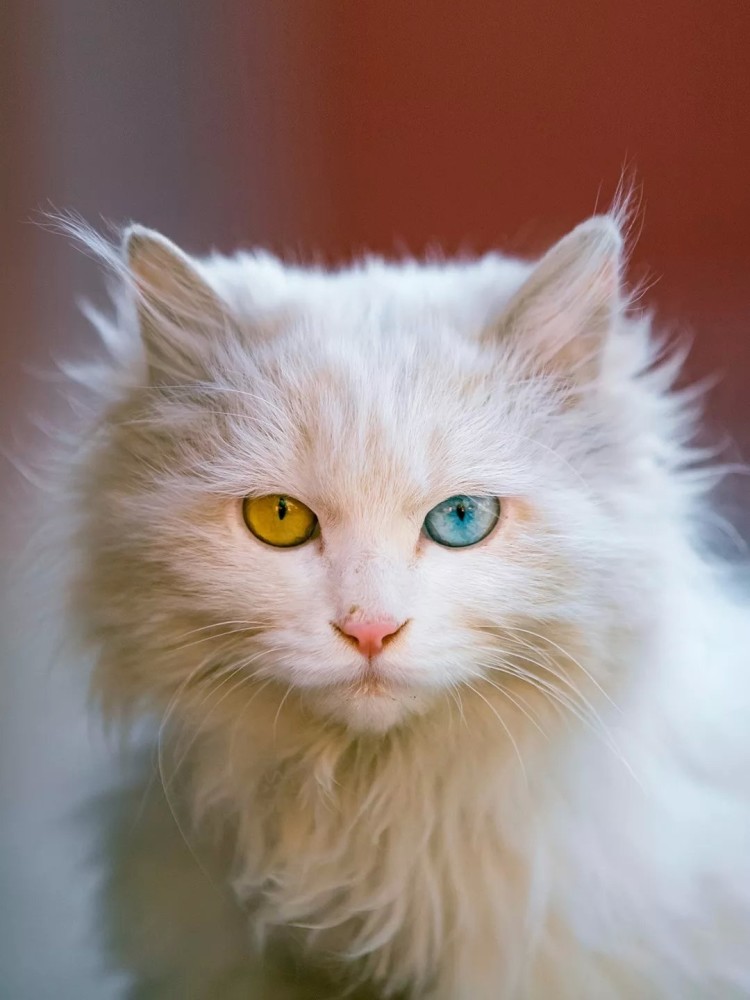 异瞳猫有多美?看完这些猫咪,网友:它们眼里有万千星辰
