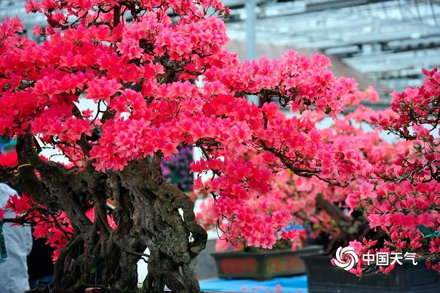 2021日照杜鹃花博览会,日照杜鹃花博览园2021 图为4月21日第十六届中国杜鹃花展览.(图/文 崔广暑 王连珍)