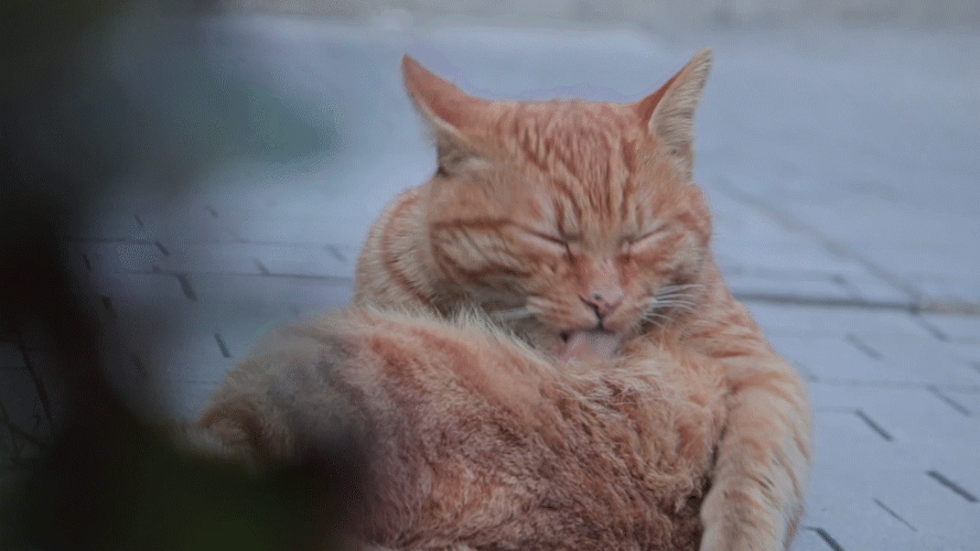 这小猫也太可爱了吧,简直萌化了妹子的少女心!
