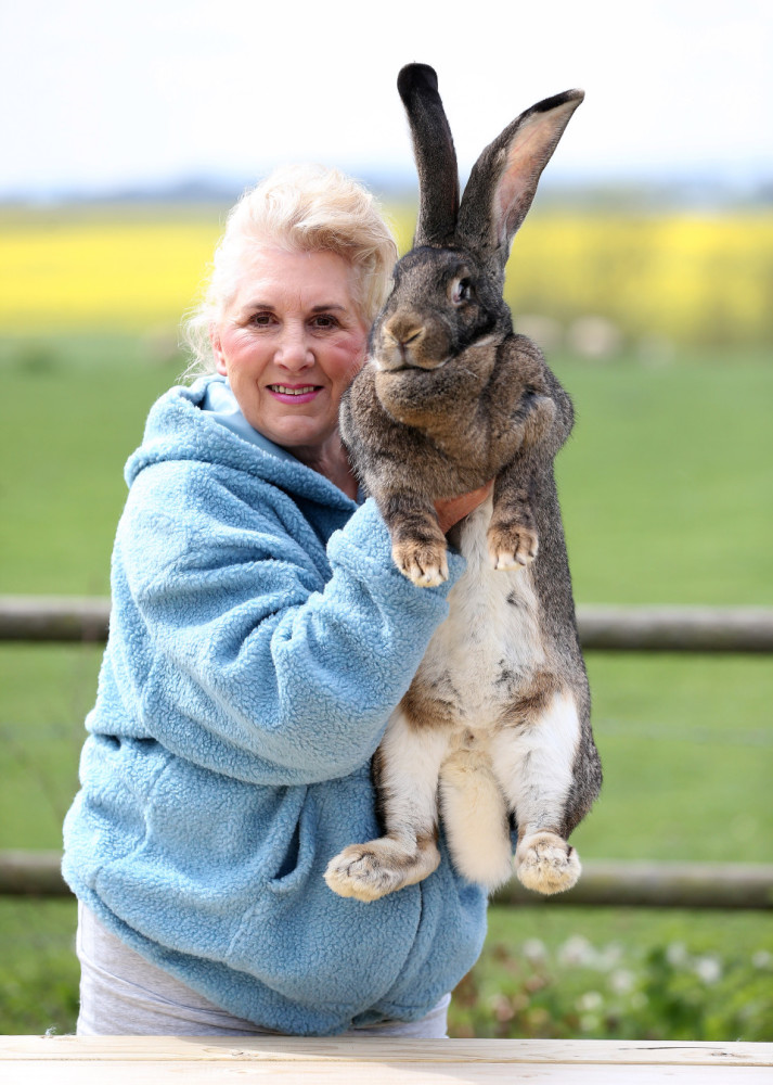 这只大兔子拥有世界上最长尾巴,被吉尼斯收录