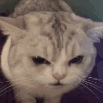 搞笑超逗的表情包,小猫猫表情包喜欢吗