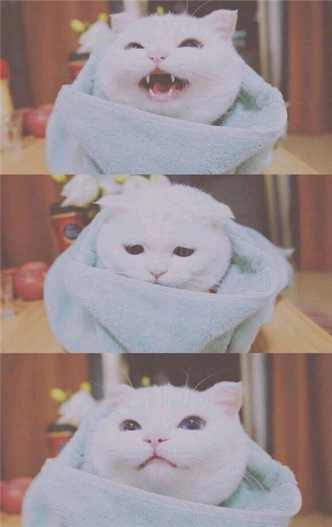 可爱萌宠壁纸上线,小猫咪求安慰三连,你爱不爱我