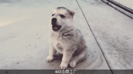 听完知情人事的解答,网友直呼不敢养