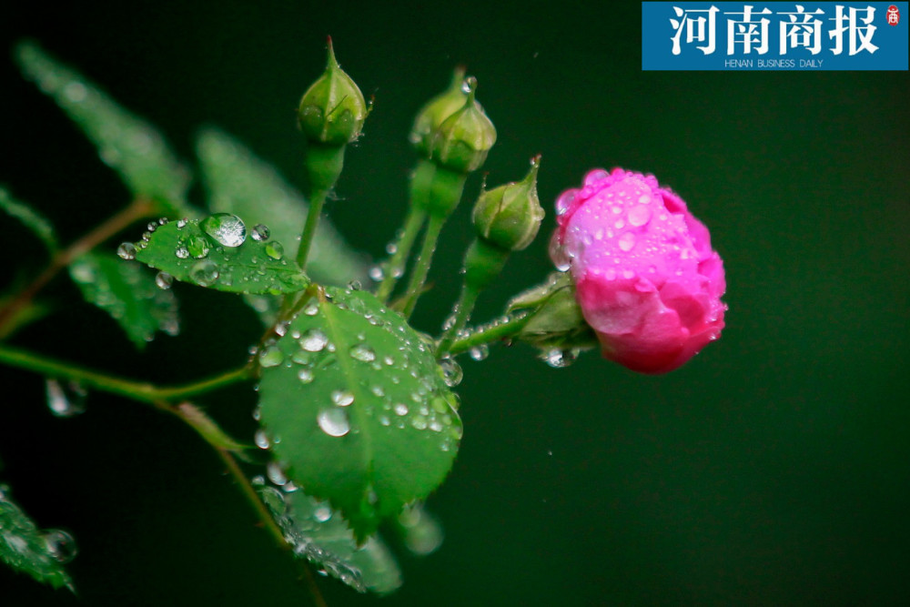 郑州街头现200米花墙,雨滴点缀粉花绿叶,分分钟撩动少女心!