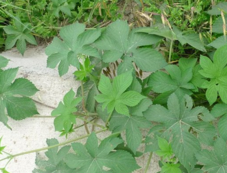 农田,药材,野菜,葎草