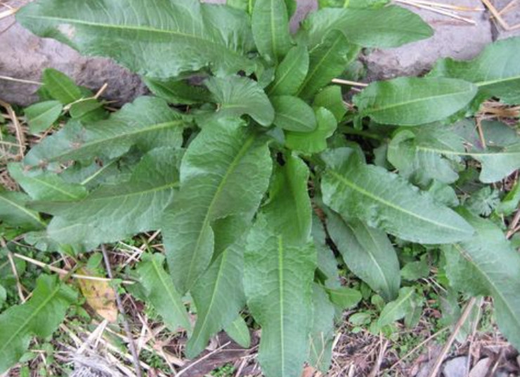 野菜,菠菜,叶子,药材,土大黄