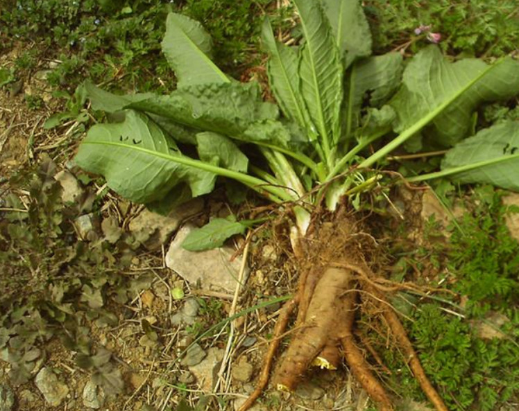 野菜,菠菜,叶子,药材,土大黄