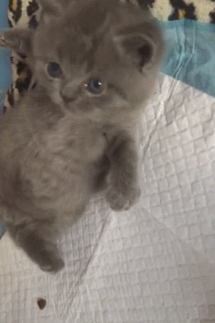 小奶猫不想被抓住,两眼泪花,奶凶的猫:要抓我,凶你哦