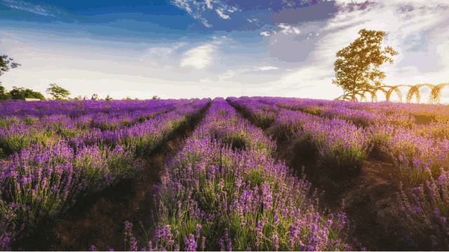 壁纸 花 桌面 640_360 gif 动态图 动图