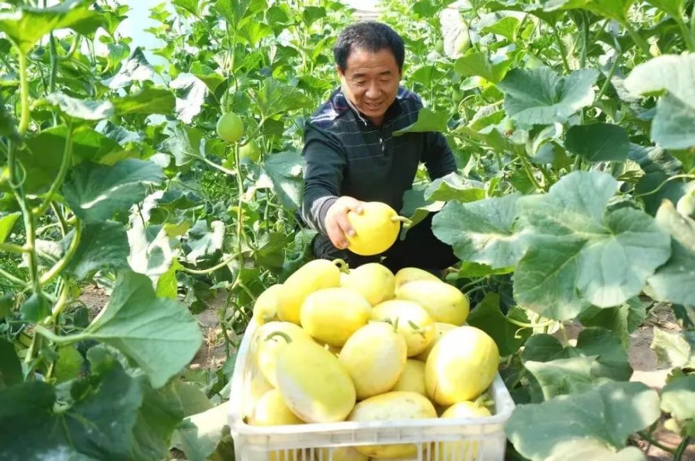 47个甜瓜大棚等你来采!就在这里